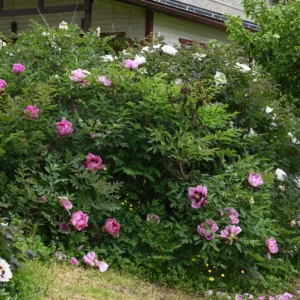 P. rockii (tuntematon lajike)